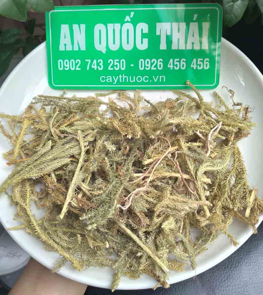 mua cay thong dat o dau