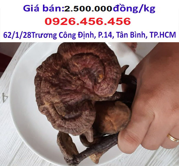 mua nam lim xanh o dau