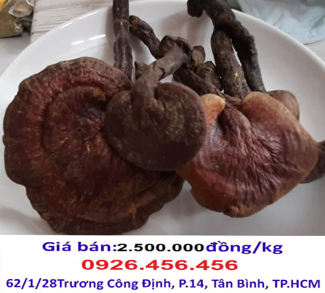 nam lim xanh mua o dau