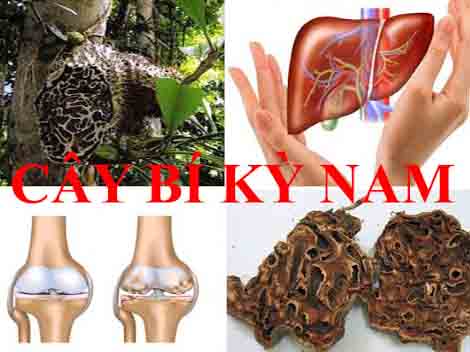 gia ban bi ky nam