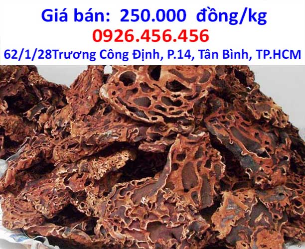 cay bi ky nam mua o dau