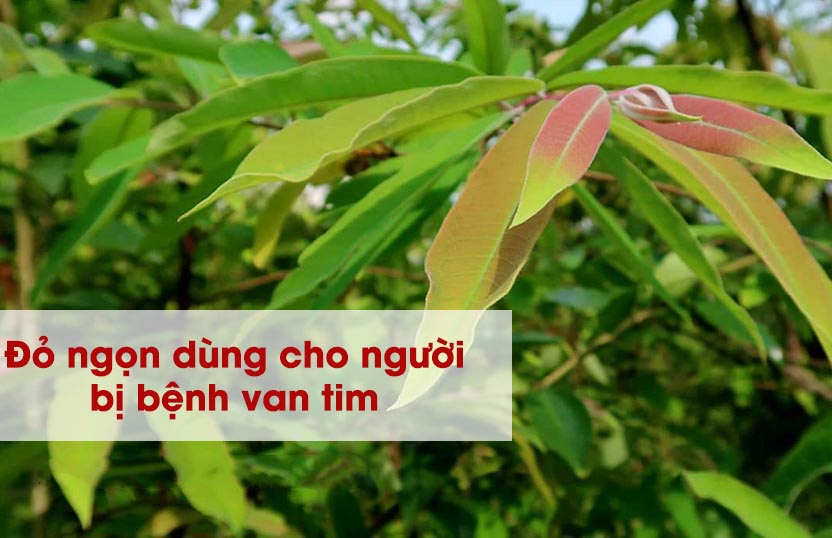 hinh anh cay thanh nganh