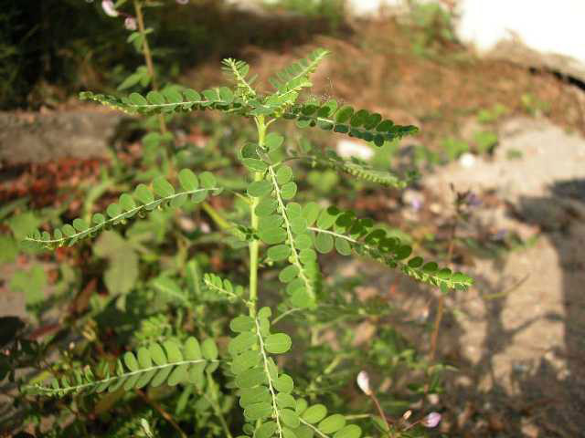 cay cho de rang cua