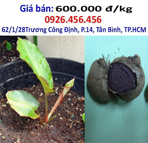 ngai den co tac dung gi