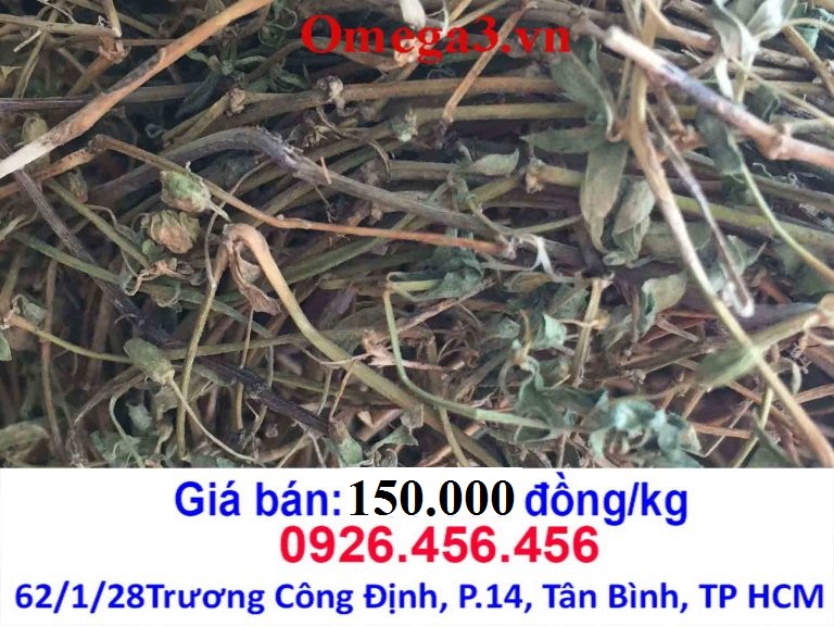 rau đắng đất