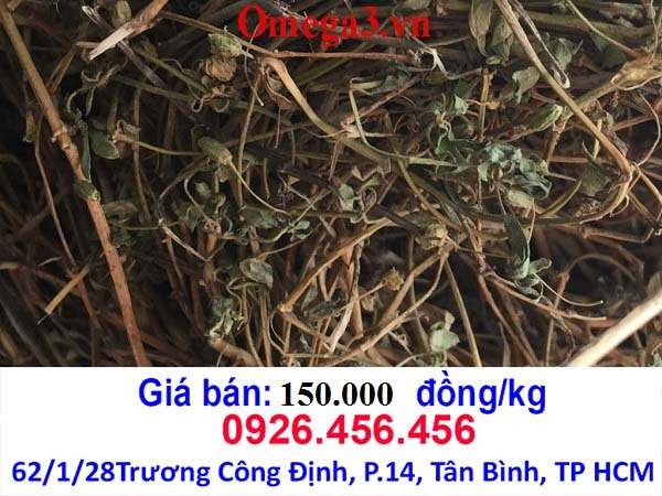 cây rau đắng đất tị bệnh gì