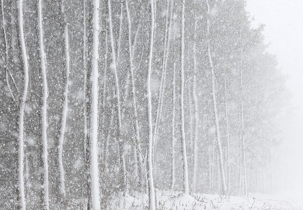 Forest covered in snow