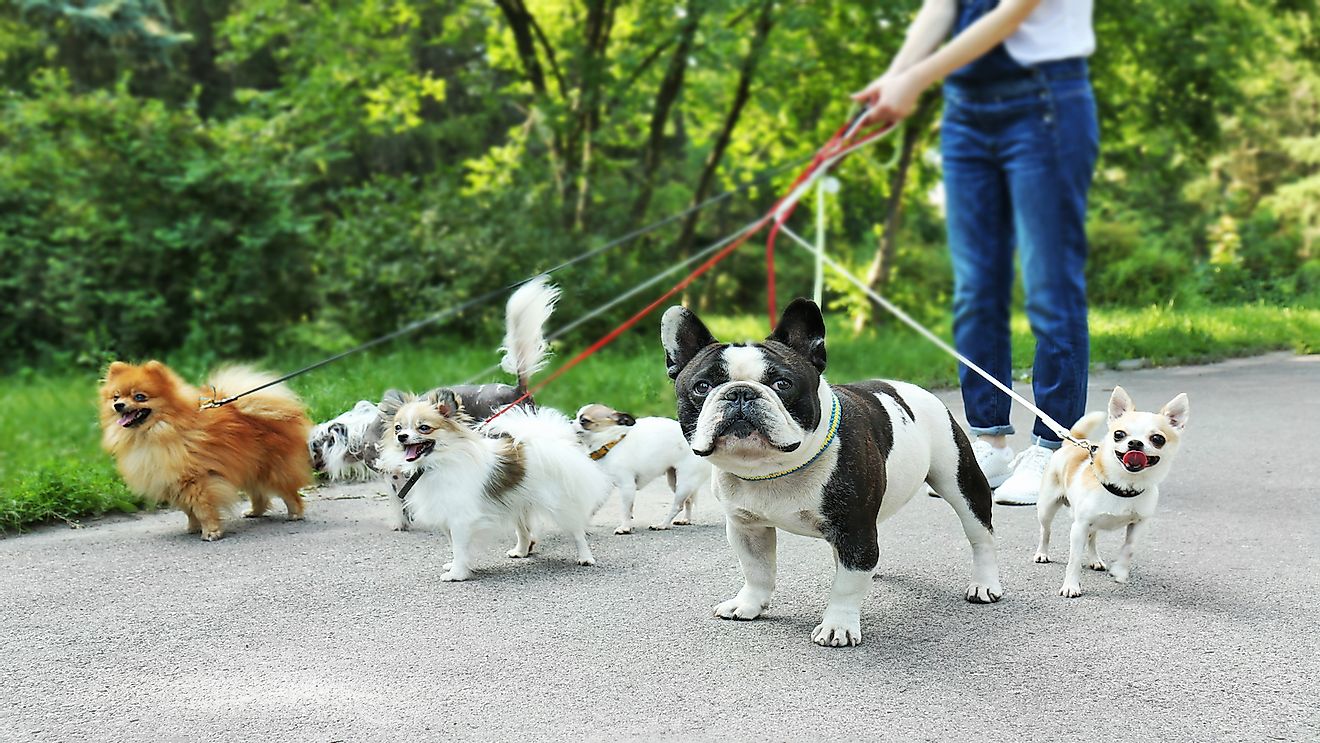 How Big Is The US Dog Walking Business? - WorldAtlas