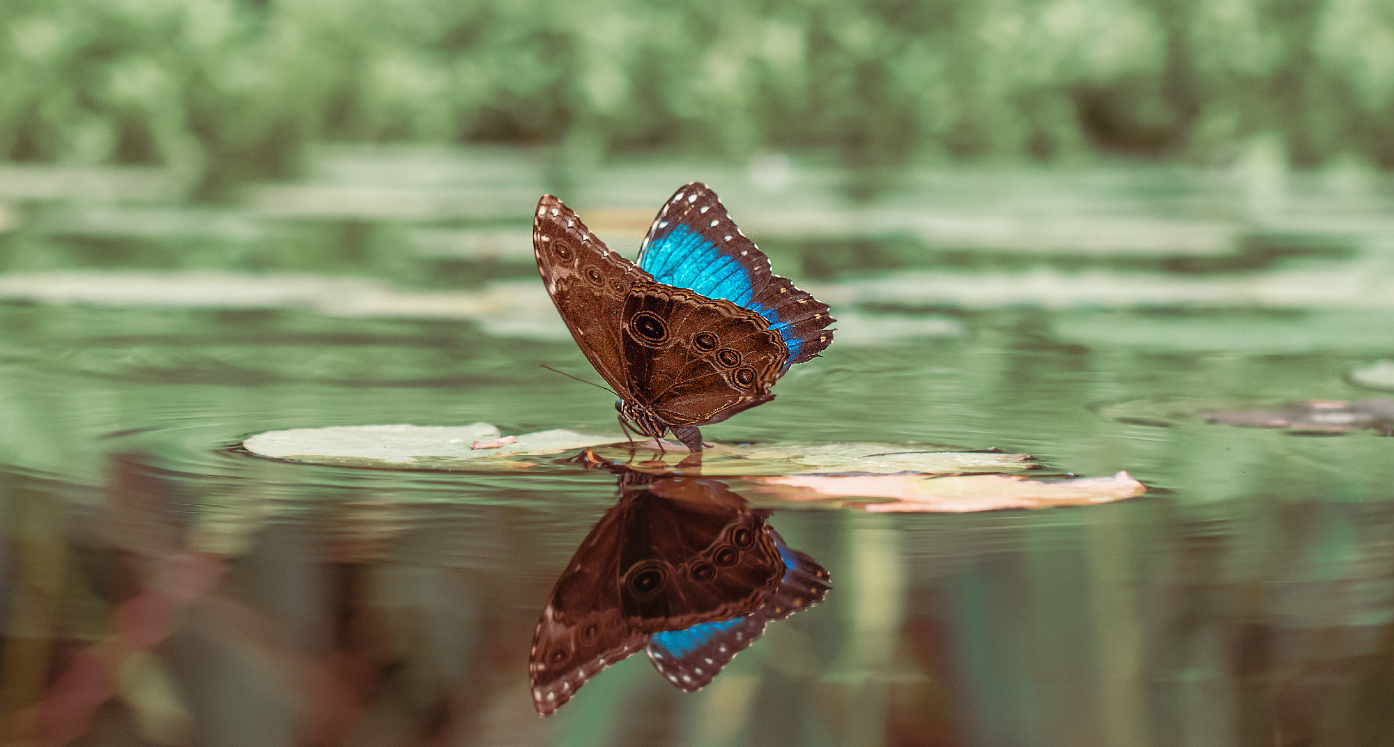 Biodiversity Exhibit and Butterfly House