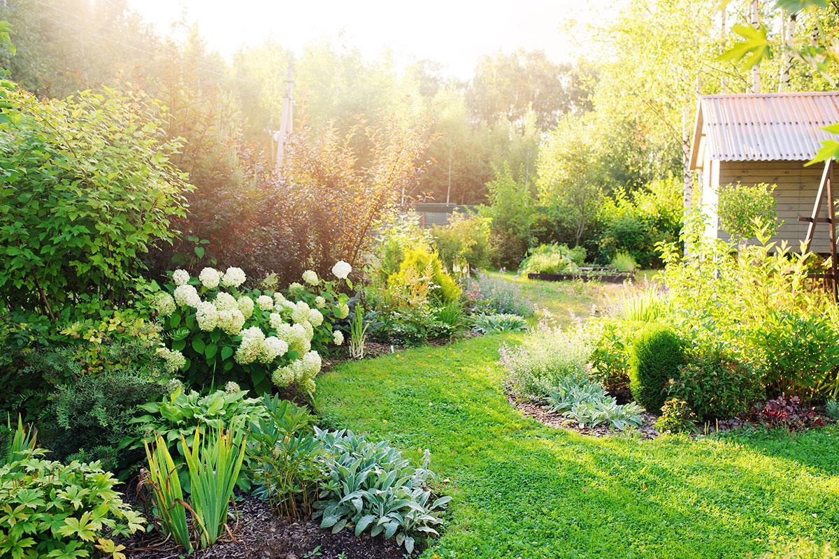 Image of a garden in summer