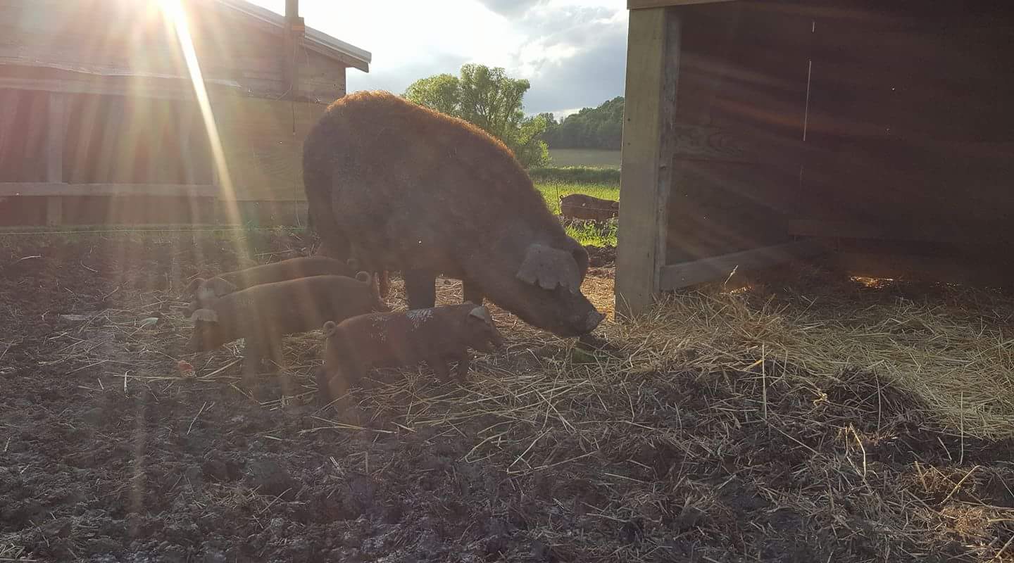 Fudge Family Farms About Town
