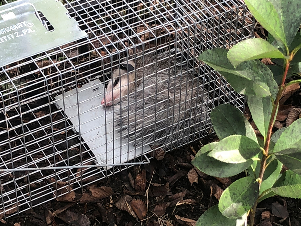 Rodent Control Romex Pest Control Is Your Best Solution!