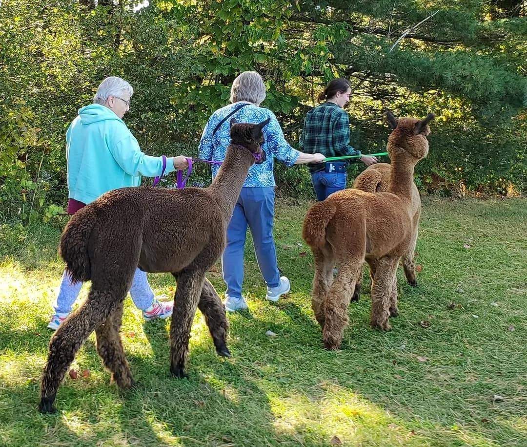 Maine Alpaca Experience Maine Open Online
