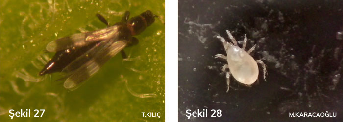 thrisplerle biyolojik mücadele