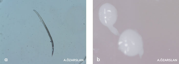 kök-ur nematodunun larvası
