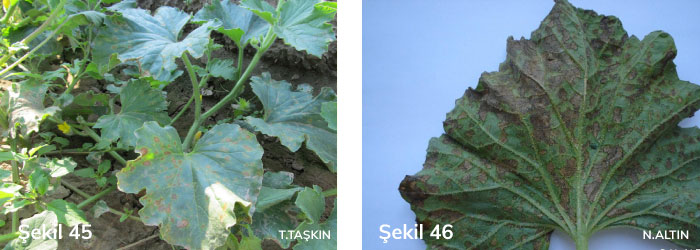 kabak mildiyösünün yapraktaki belirtileri