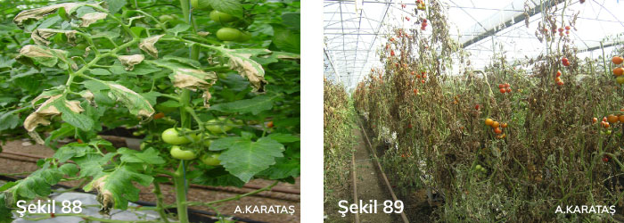 Domates bakteriyel kanser ve solgunluk hastalığının solgunluk belirtisi