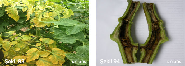 Domates öz nekrozu hastalığının bitkide neden olduğu genel sararma