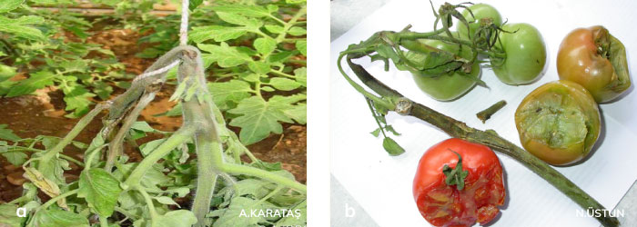 Domates öz nekrozu hastalığının yumuşak çürüklük belirtisi