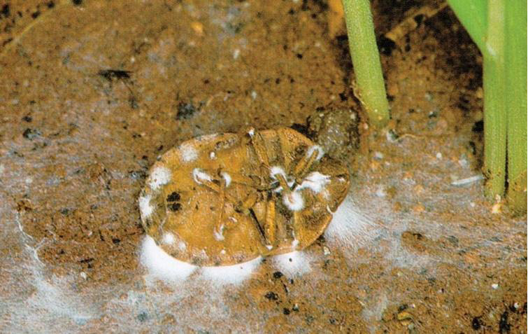 Entomopatojen tarafından hastalandırılan ergin Süne