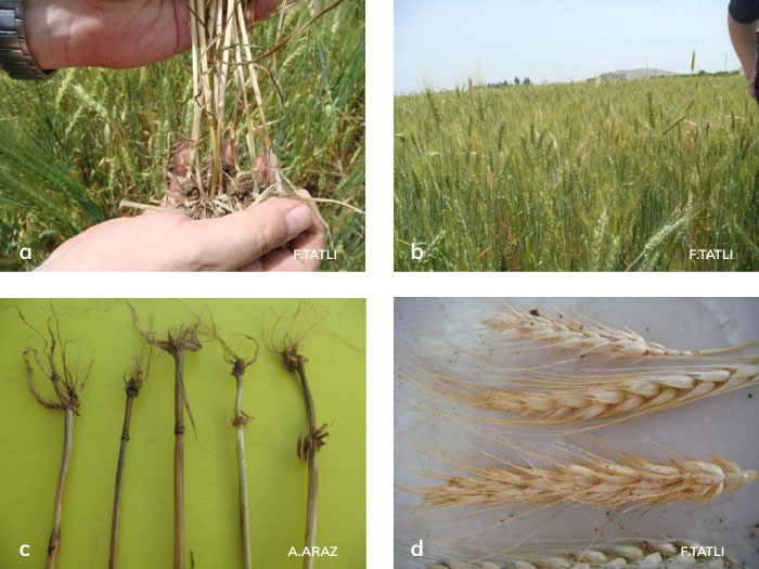 Fusarium culmorum’un kökboğazı ve tarladaki, Fusarium pseudograminearum’un kök ve kökboğazı ve başaktaki belirtileri