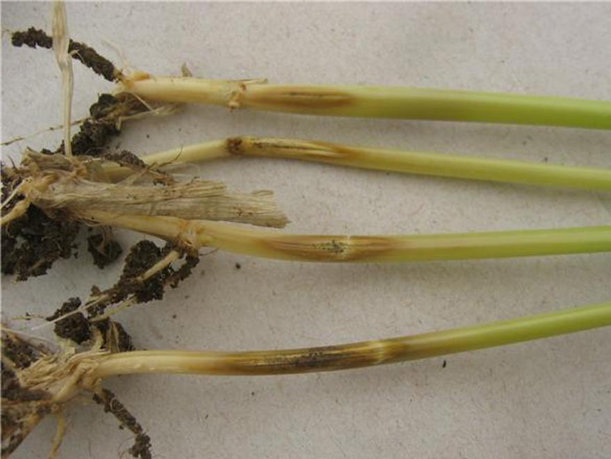 Buğday kökboğazında Pseudocercosporella herpotrichoides’in belirtisi