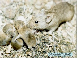 Microtus spp.’nin ergin ve yavruları