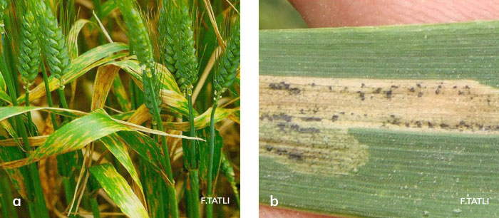 Septoria yaprak lekesi hastalığının yapraklardaki belirtisi