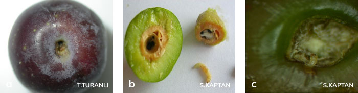 Zeytin güvesinin meyvedeki zararı
