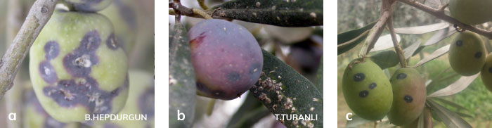 Zeytin Kabuklu Biti'nin zeytin yaprağında ve meyvedeki