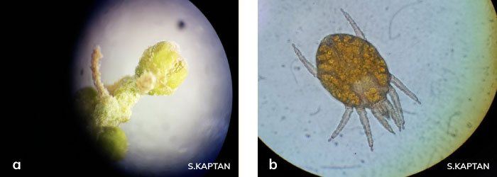 Aceria oleae ergini, Aculus olearius ergini