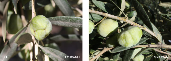 Zeytin Pasakarlarının meyvede meydana getirdiği şekil bozuklukları
