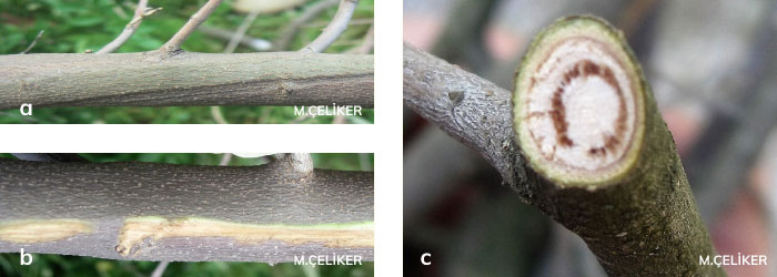 Zeytin Ağaçlarında Verticillium Solgunluğu