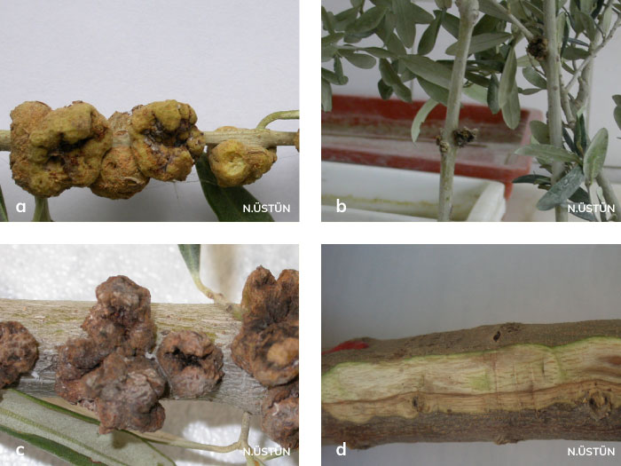 Zeytin dal kanseri hastalığının belirtileri