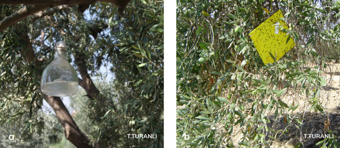 Zeytin sinepi için kullanılan tuzaklar