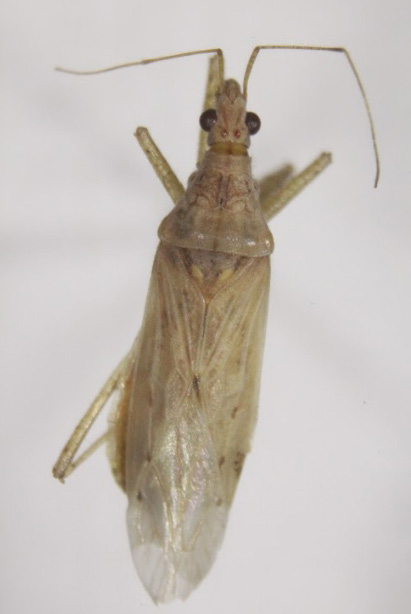 Nabis sp. ergini