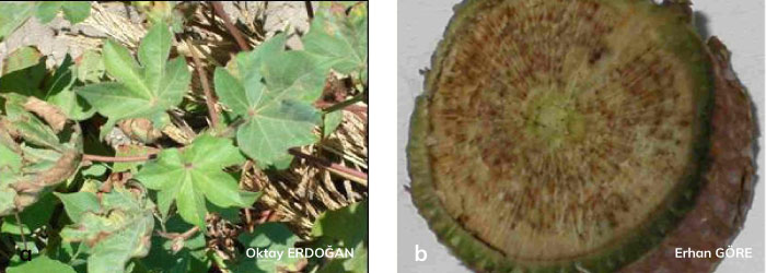 Verticillium solgunluğunun pamuk bitkisindeki genel görünümü