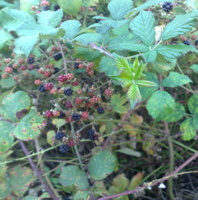 Yabani böğürtlen (Rubus spp.).
