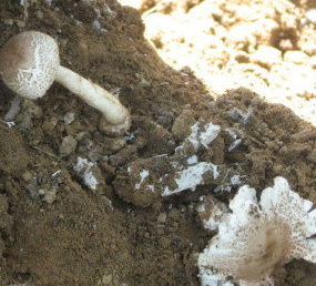 Armillaria kök çürüklüğü’nün üreme organı şapkalı mantarlar