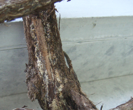 Armillaria kök çürüklüğü hastalığının kök ve kökboğazındaki beyaz renkli fungal gelişimi