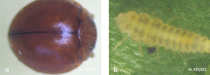 Serangium parcesetosum ergini ve larvası