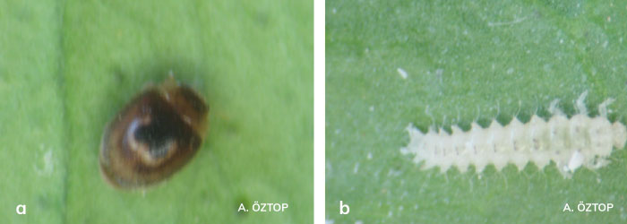 Clitostethus arcuatus ergini ve larvası