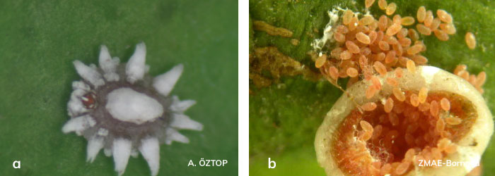 Ceroplastes rusci nimfi