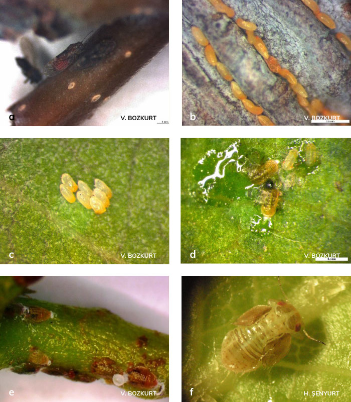 Armut psillidi’nin ergini, yumurtaları ve nimfleri