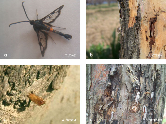 Elma Gövde Kurdu’nun Ergini Larva ve zararı Pupa gömleği, Larva ve pupaları