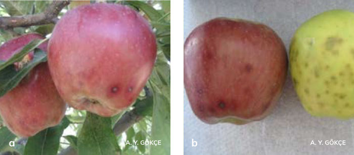 Alternaria meyve çürüklüğünün elma meyvelerindeki belirtileri