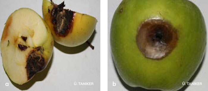 Alternaria meyve çürüklüğünün elma meyvelerindeki belirtileri