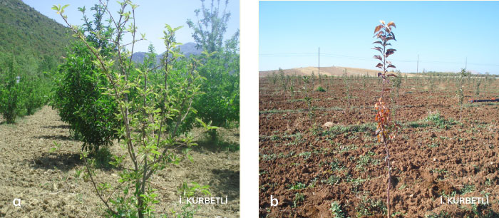 Phytophthora kök ve kökboğazı çürüklüğü