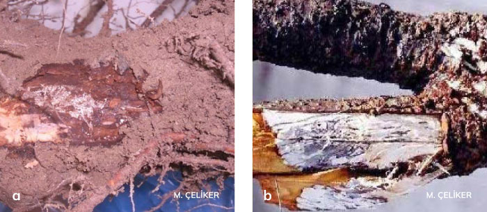 Armillaria kök çürüklüğü etmeninin iç kabuk ve odun dokusunda meydana getirdiği beyaz fungal tabaka