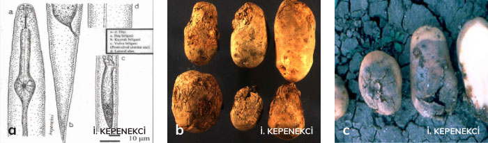 Patates çürüklük nematodu